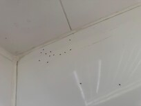 Dead ants on the master bathroom tub