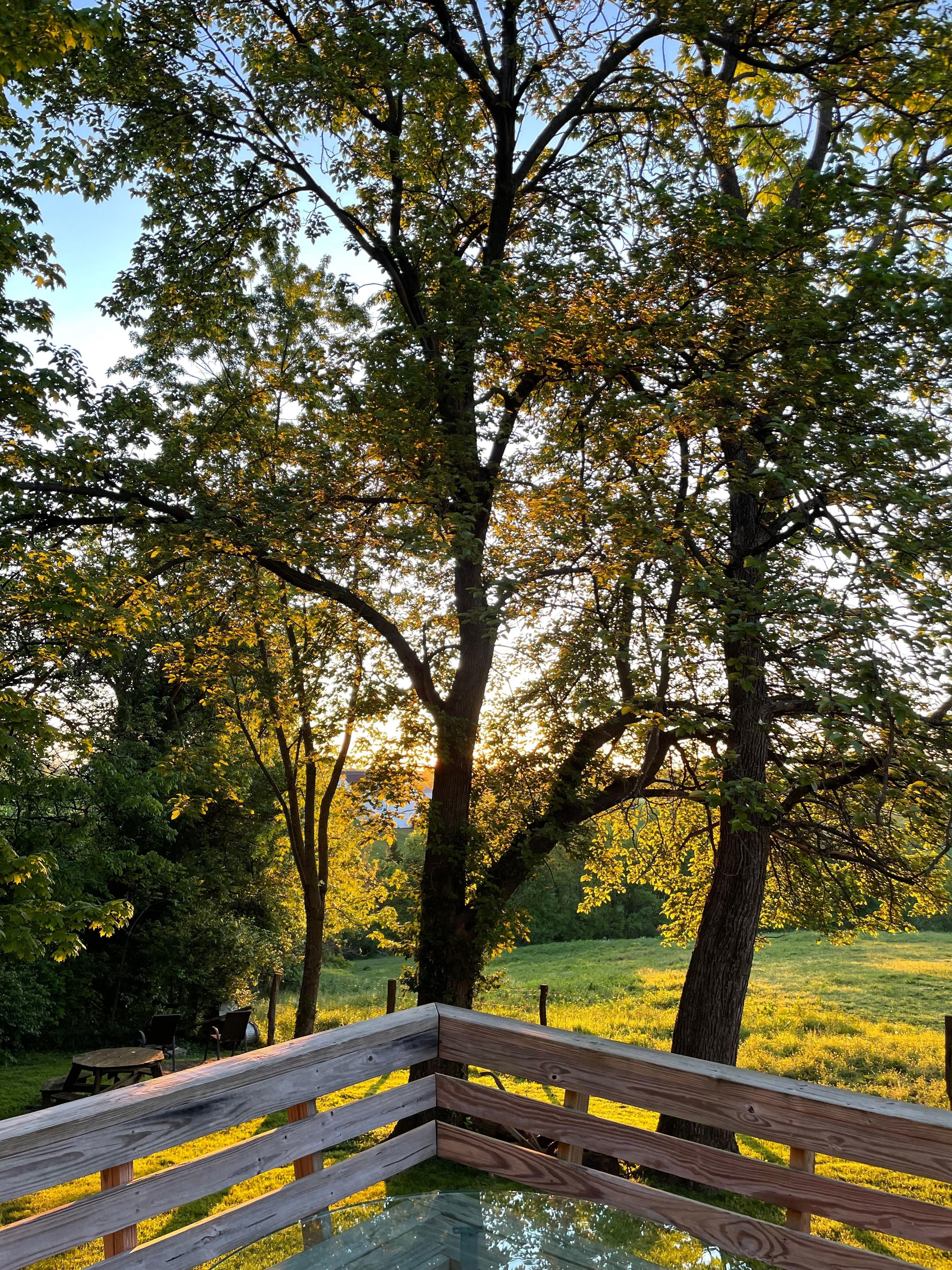 Sun rise through the trees. 