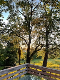 Sun rise through the trees.