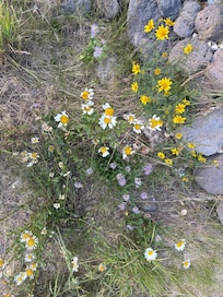 Lots of wild flowers.