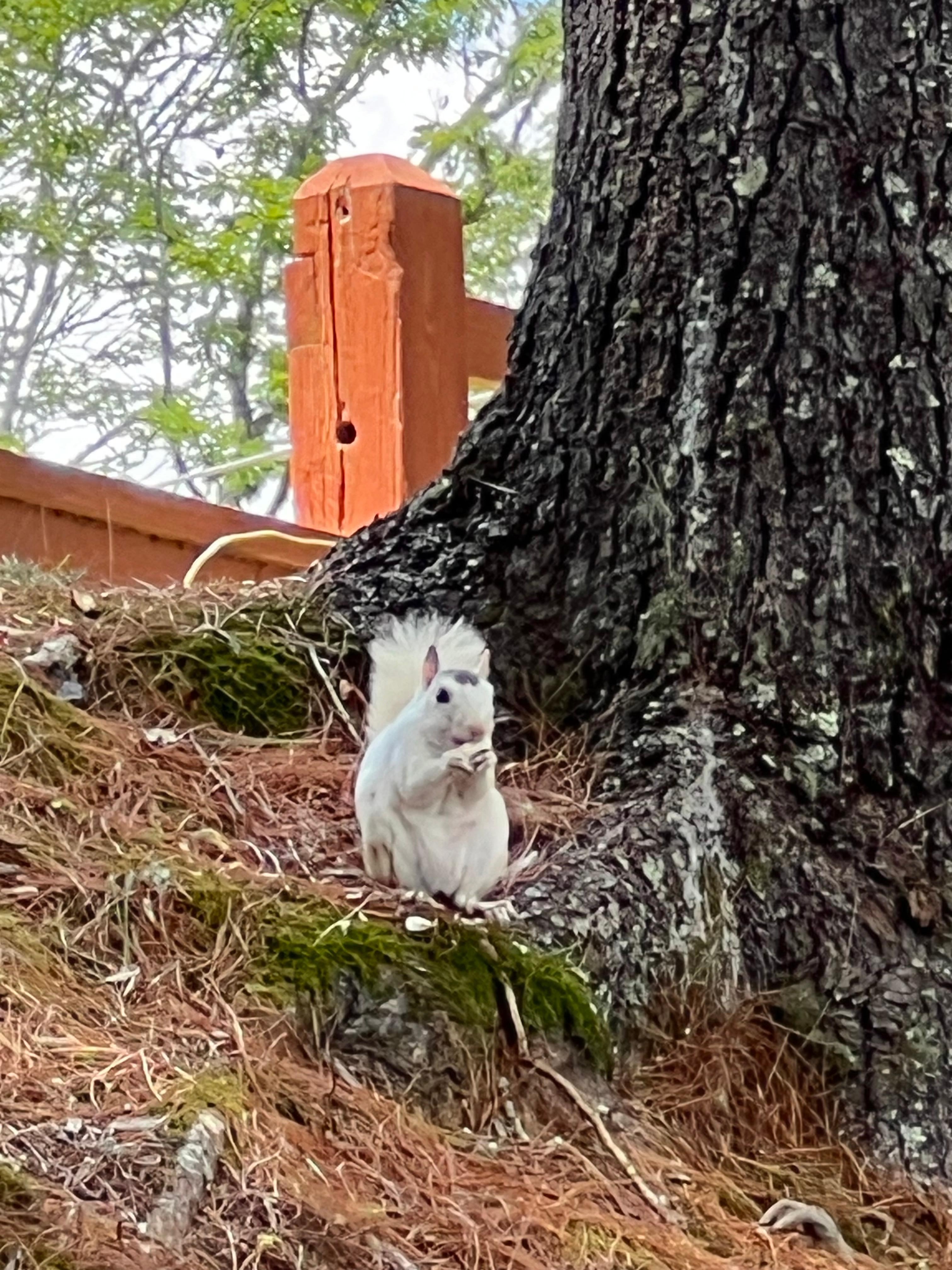 Lucky sighting of a white squirrel! 