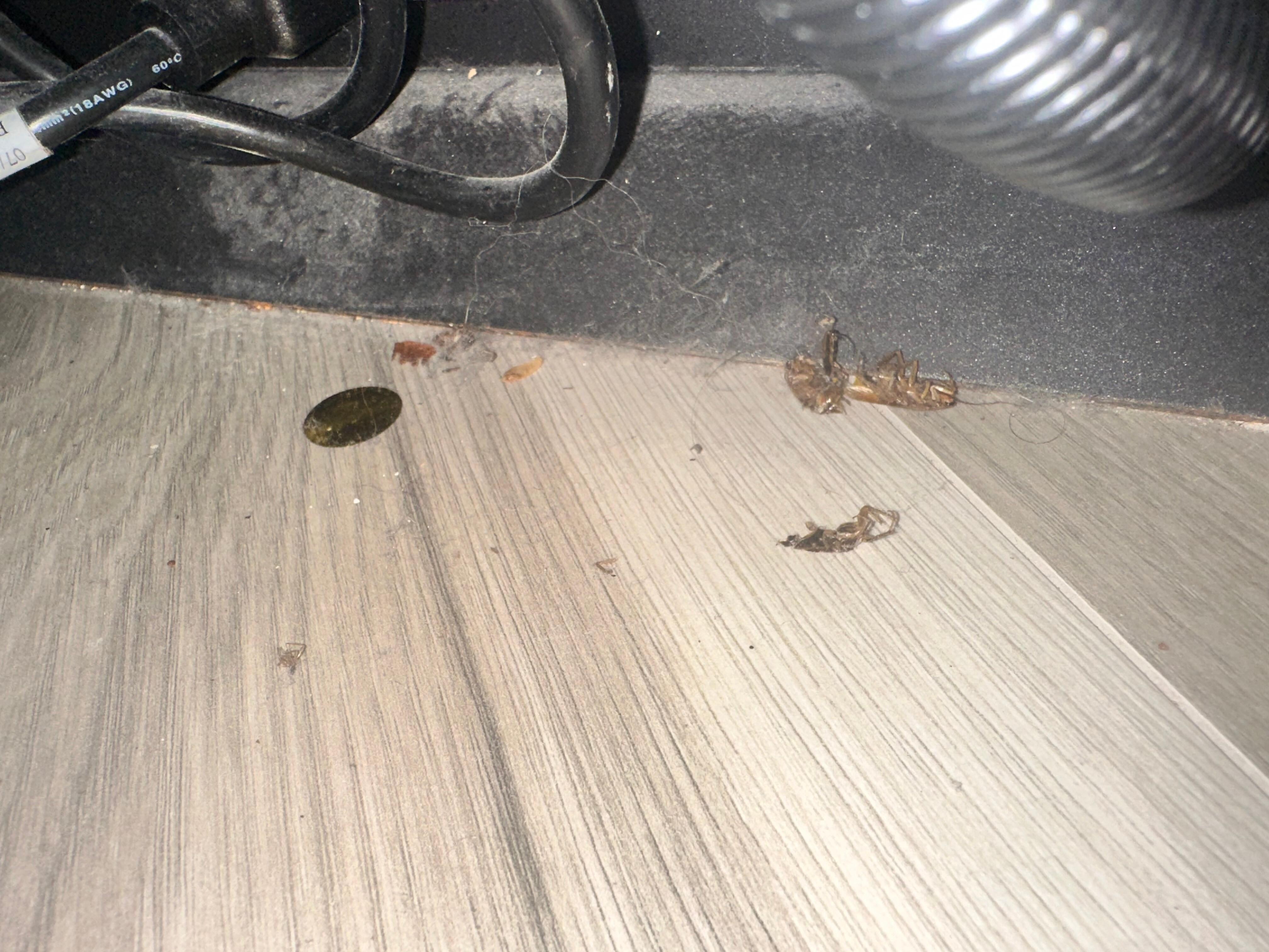 In a dark corner behind the fireplace in the dining room, typical place where roaches tend to congregate.