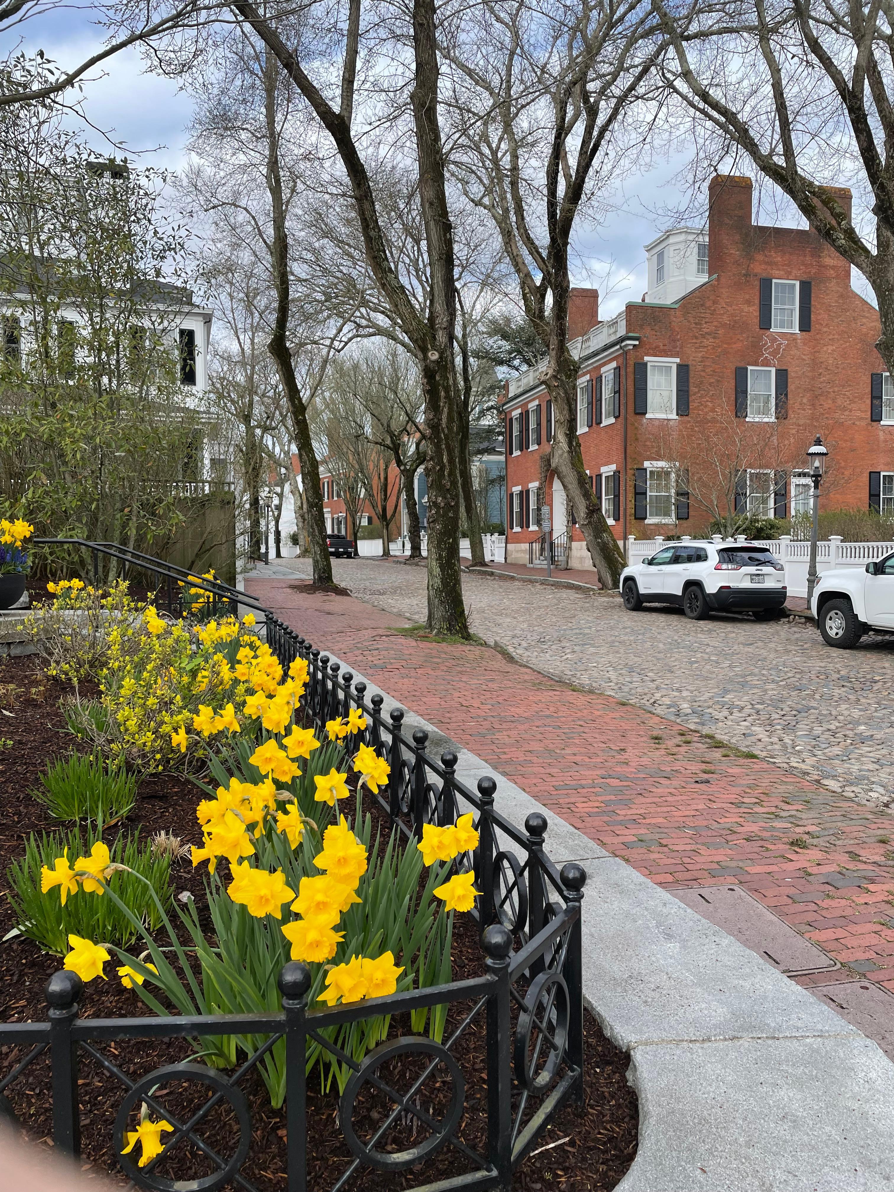 Daffodils in bloom everywhere!