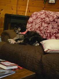 Our doggie enjoying a nice nap in the cozy living room