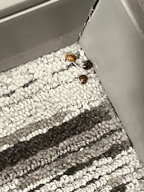 Bugs on floor