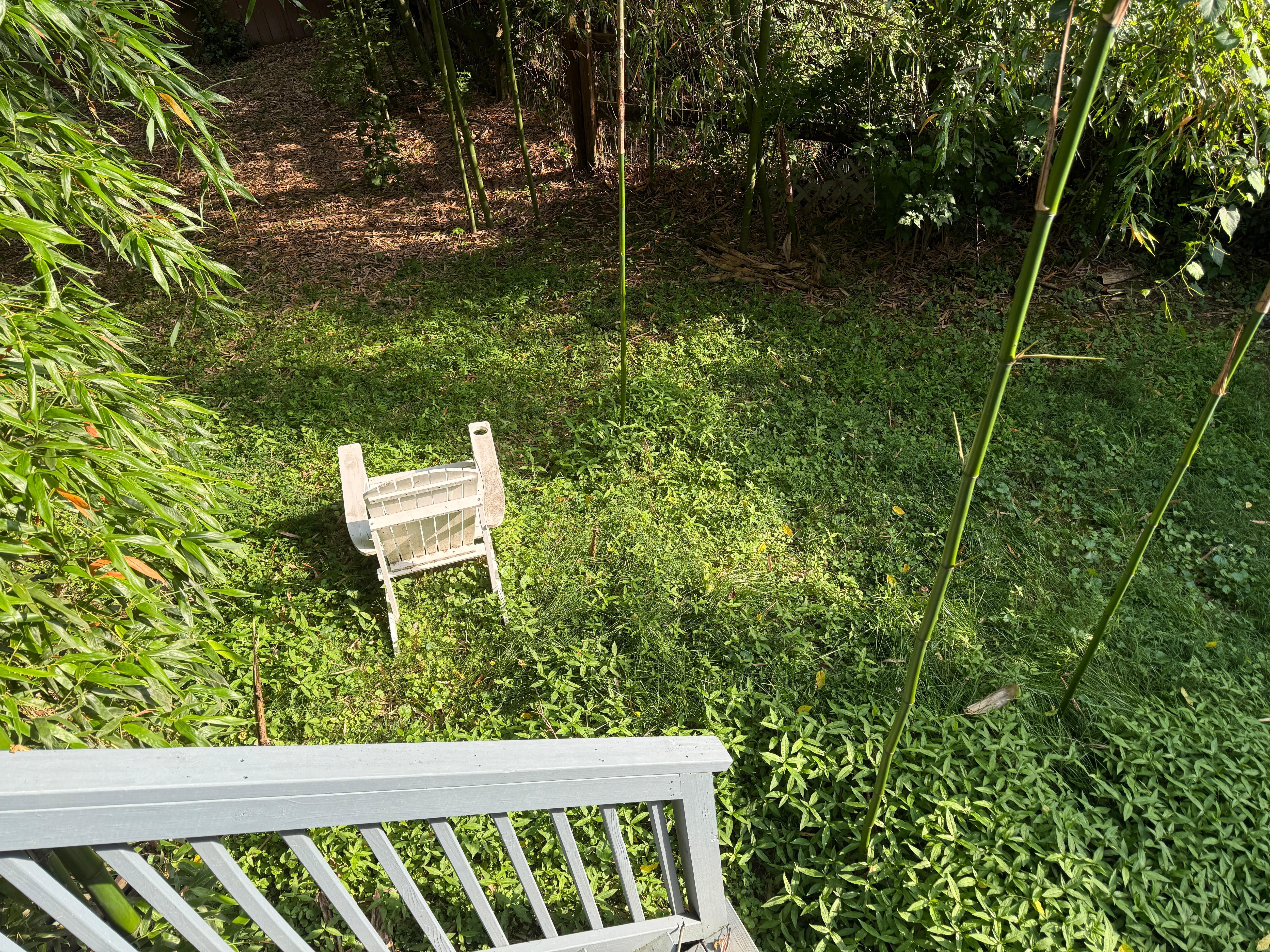 Fenced Back Yard