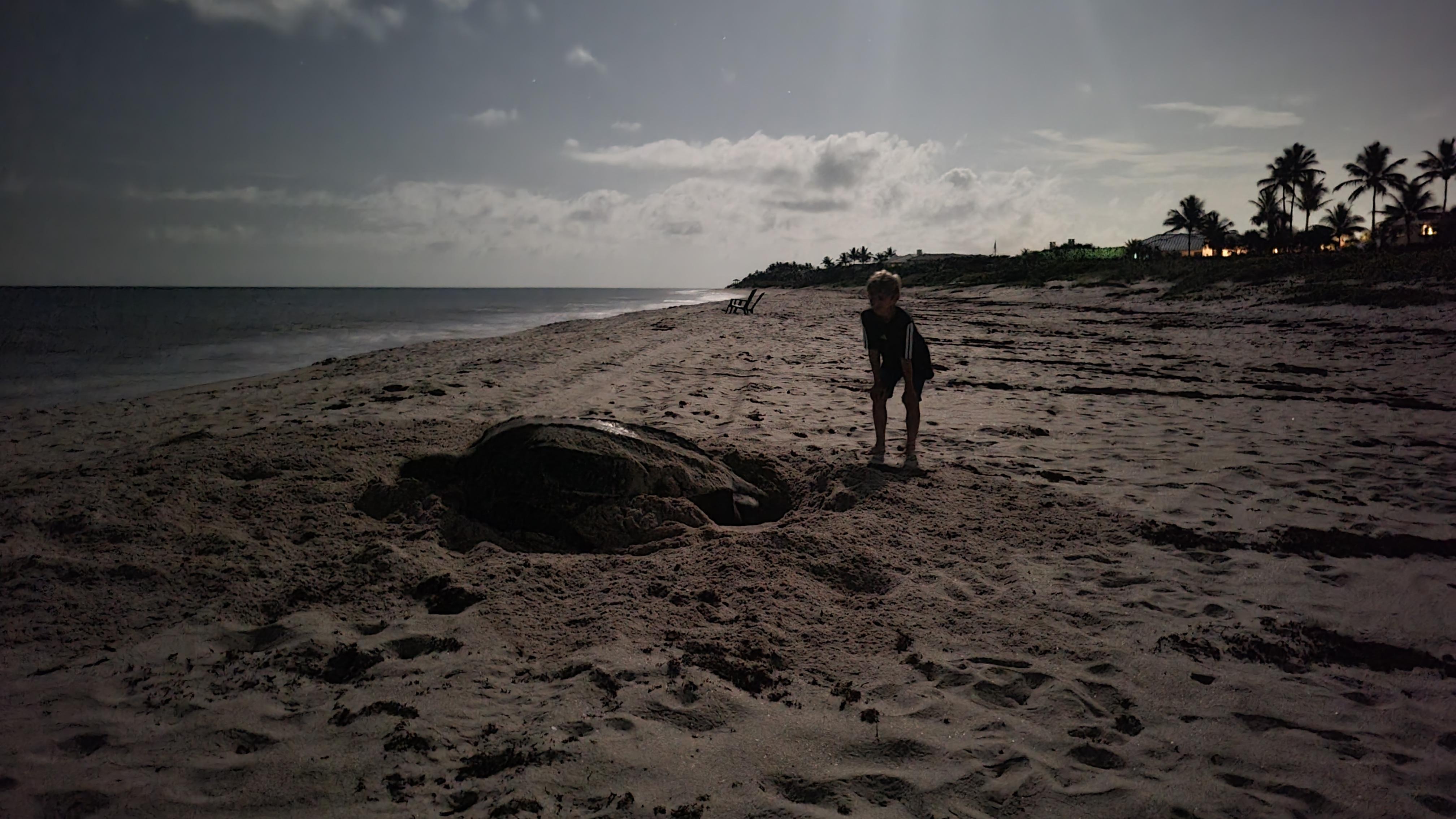 Leatherback Sea Turtle