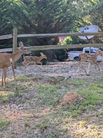 The many deer in the resort.