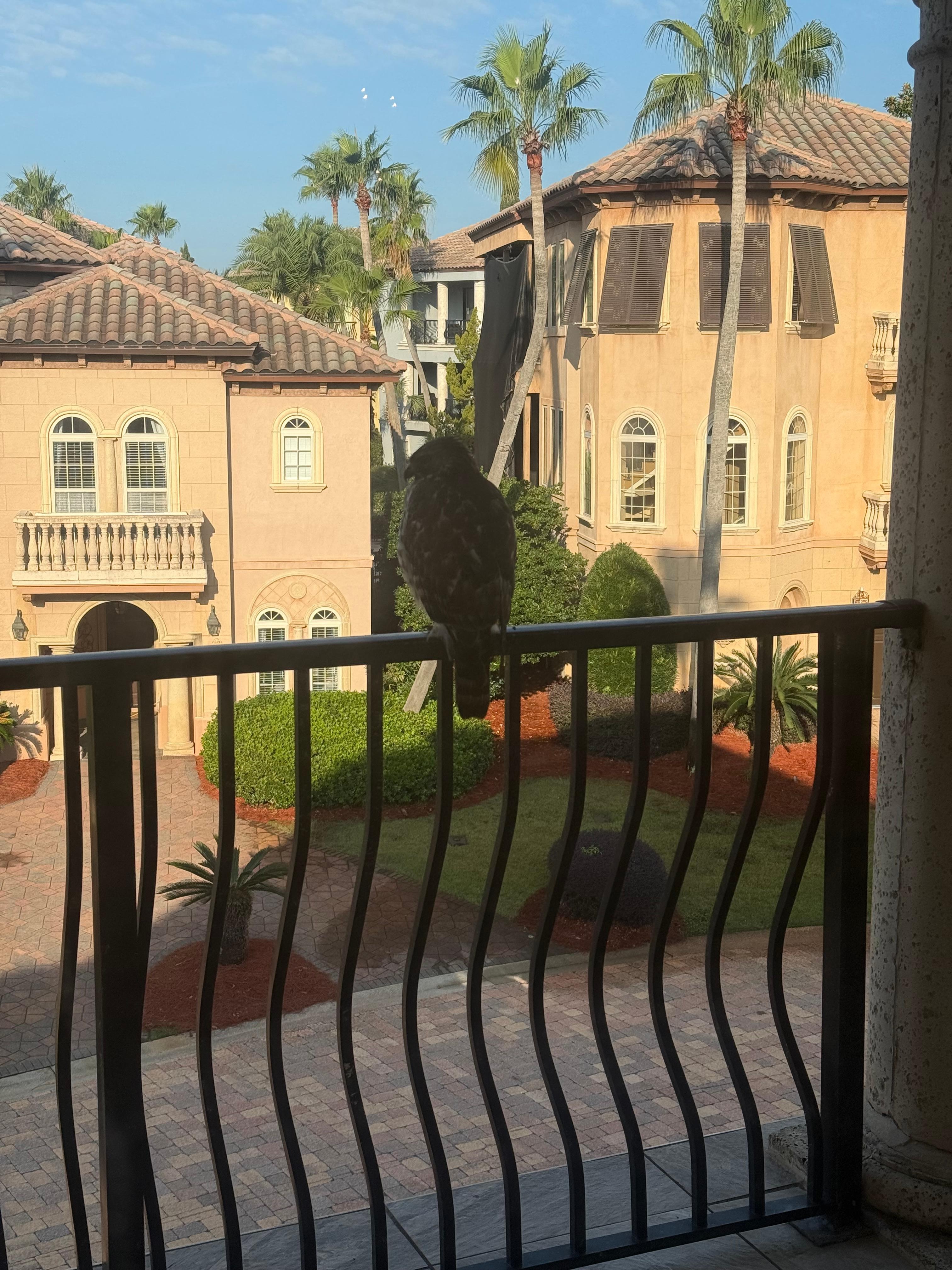 The neighborhood Hawk perched for an early morning view