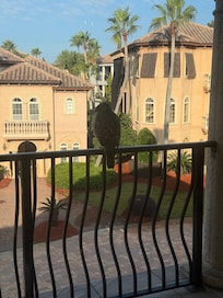 The neighborhood Hawk perched for an early morning view