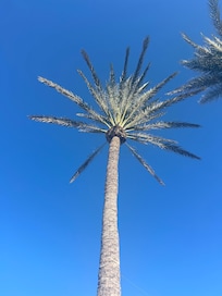 Glorious palm trees on site
