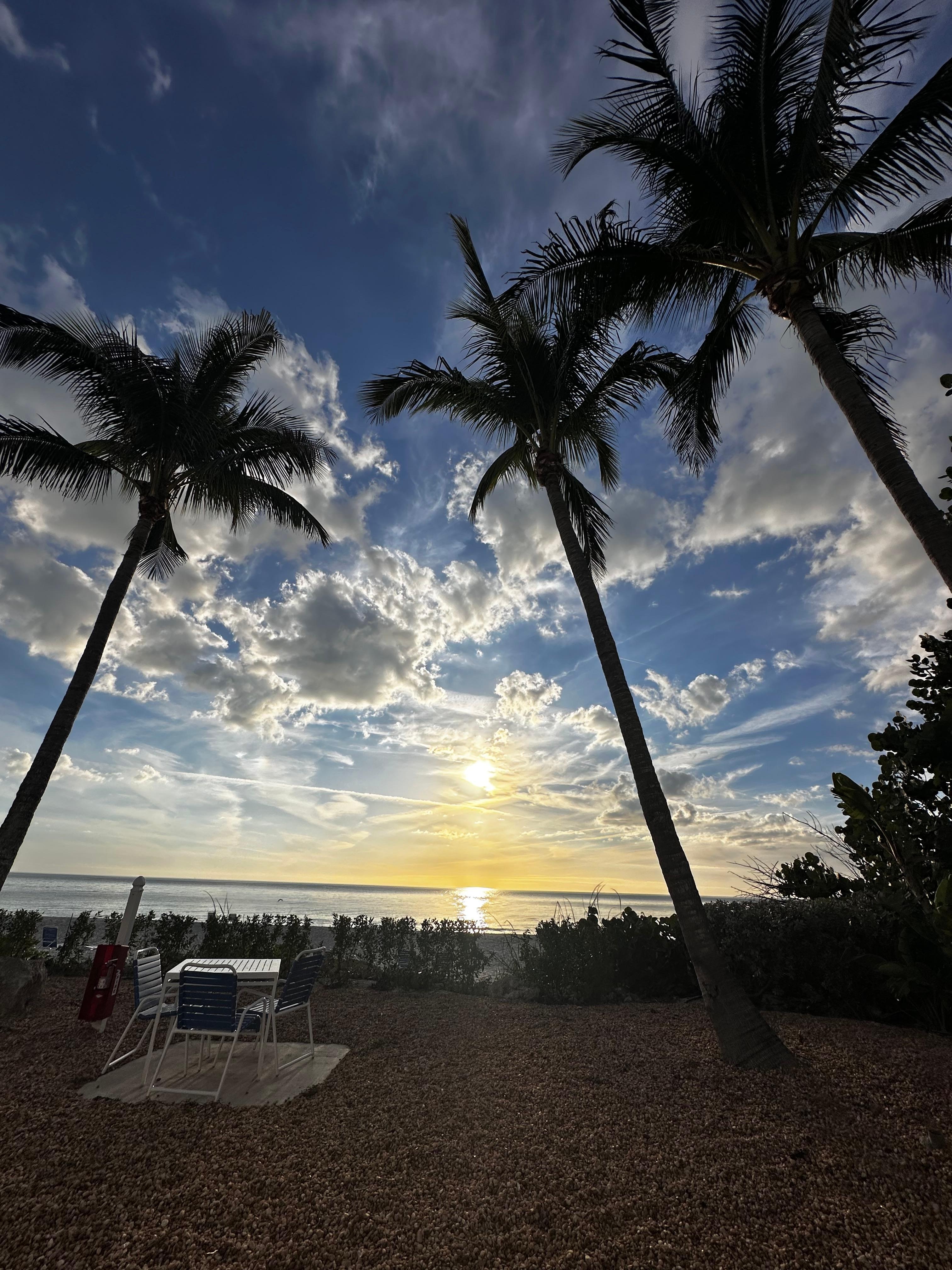 Coconut Trees lumbering over sea and sky