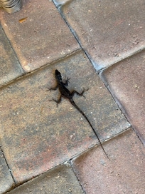 One of the residents on the front porch...don't sit on him!