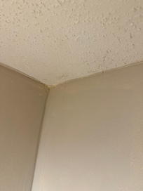Spider webs