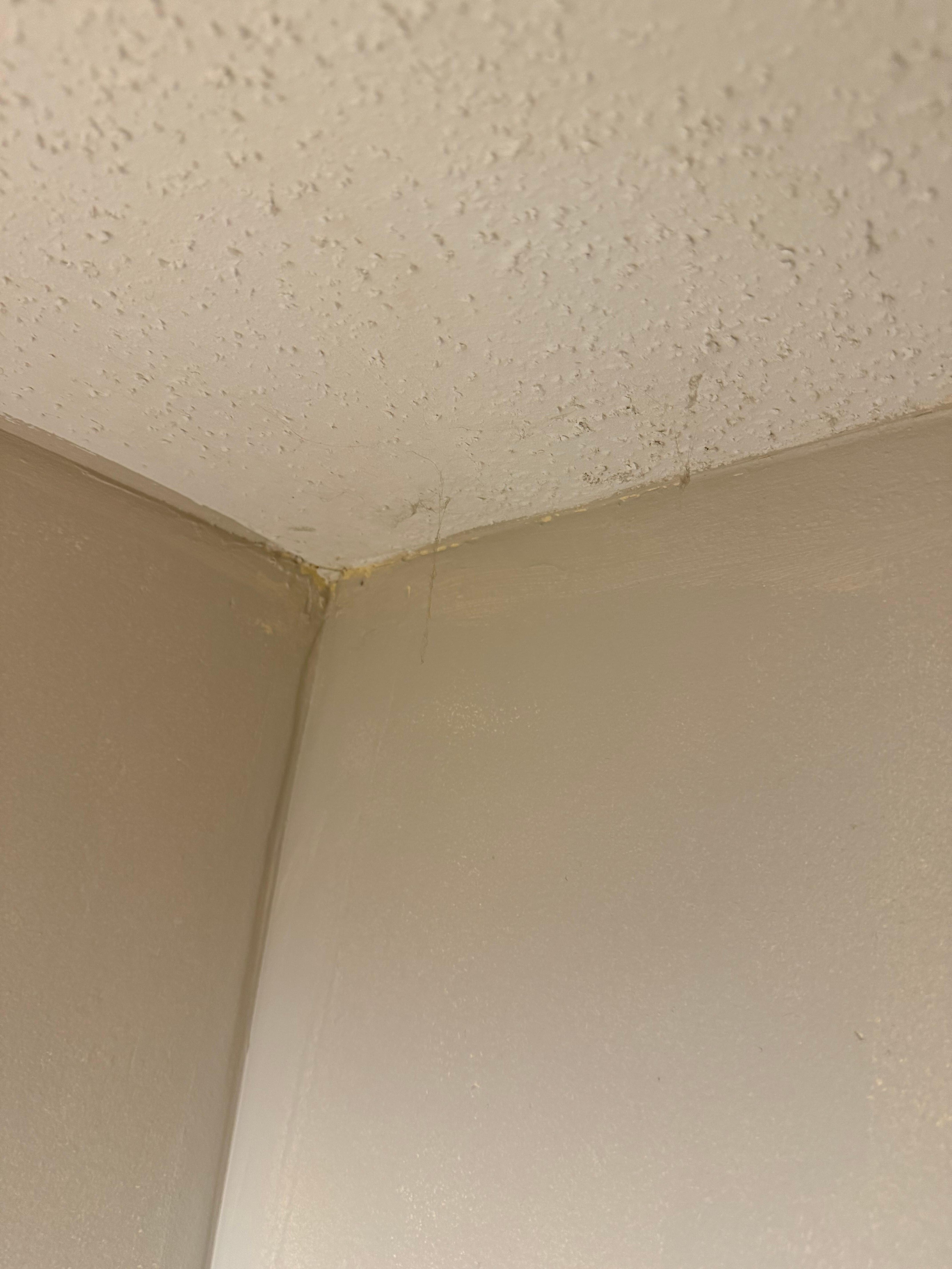 Spider webs