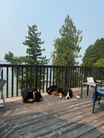 Our dogs sun bathing.