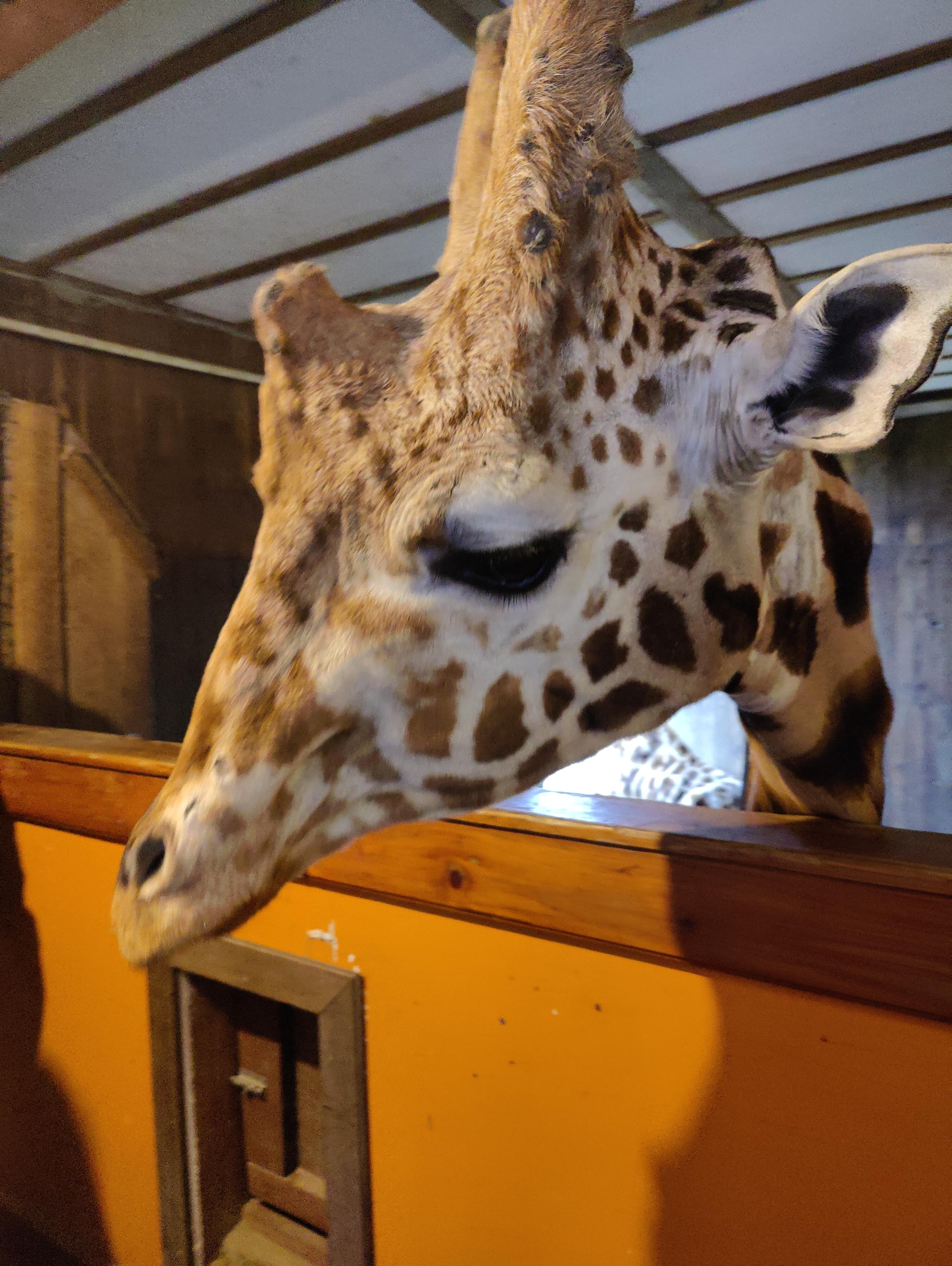 Feed the giraffe at B. Bryan Preserve in Oint Arena