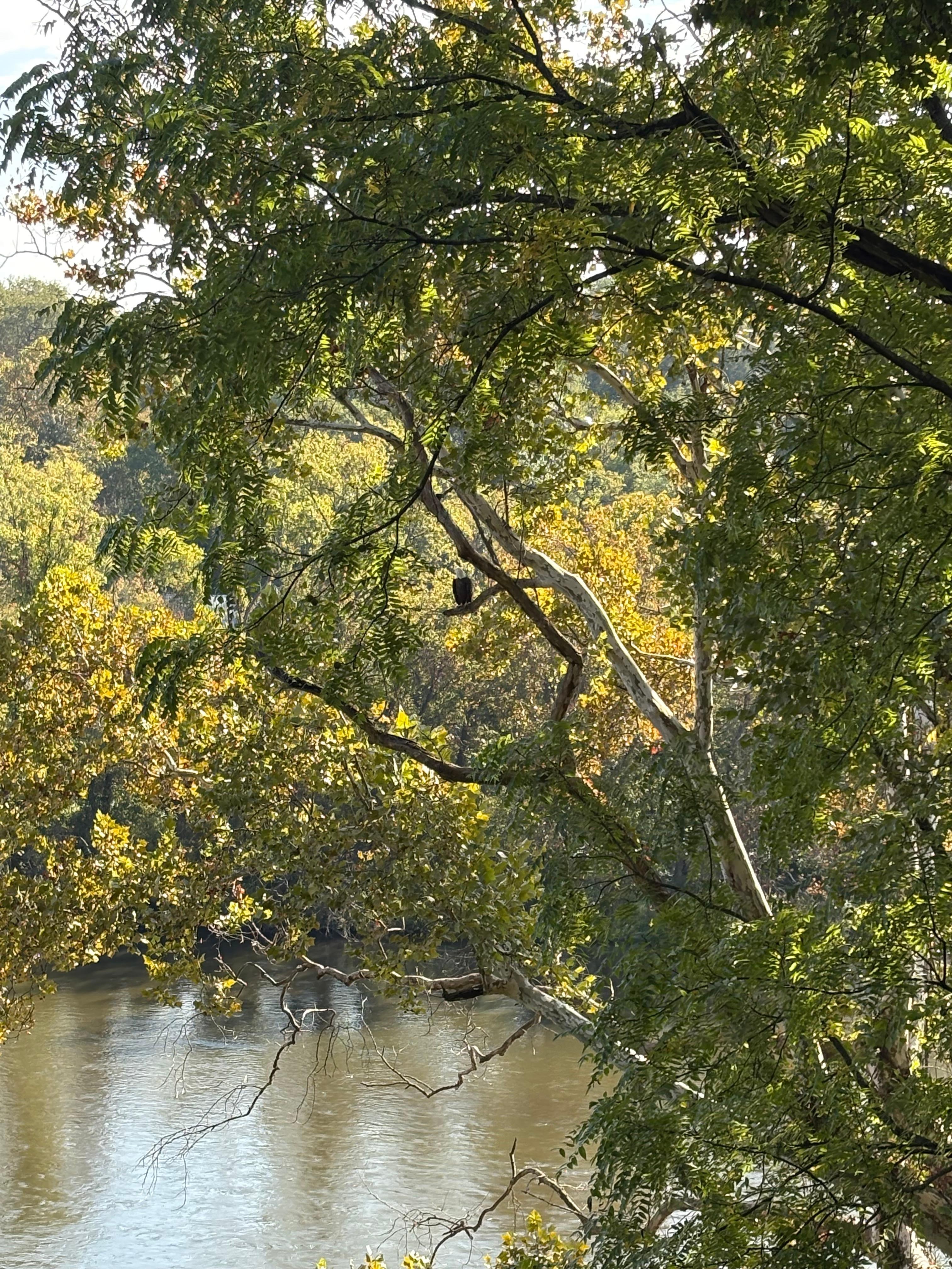 Had a visit in the morning from a gorgeous eagle