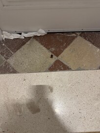 Cockroach after we killed it
