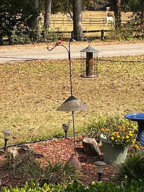 Front yard beautiful birds 