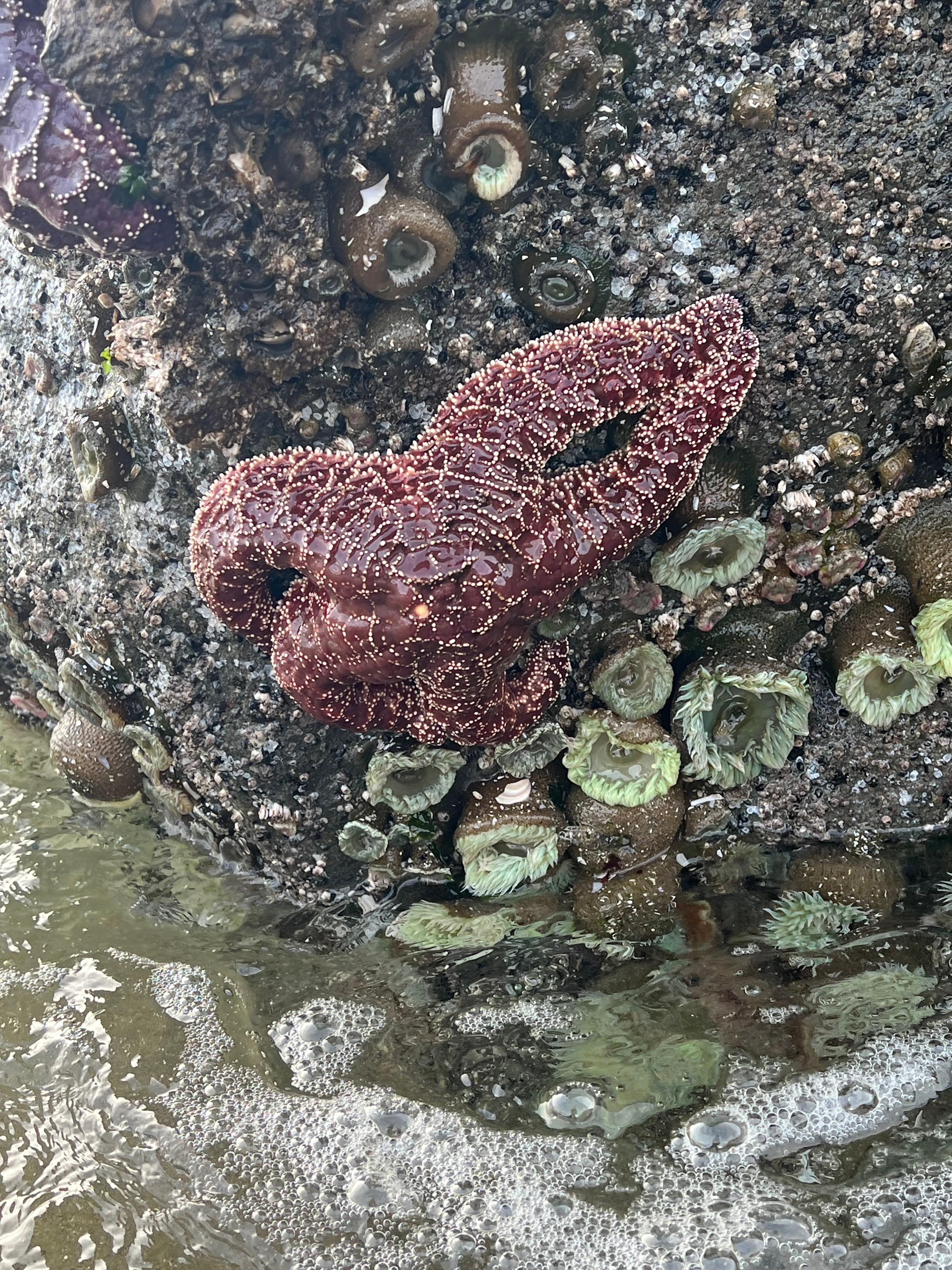 Low tide on rock beach VRBO