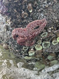 Low tide on rock beach VRBO