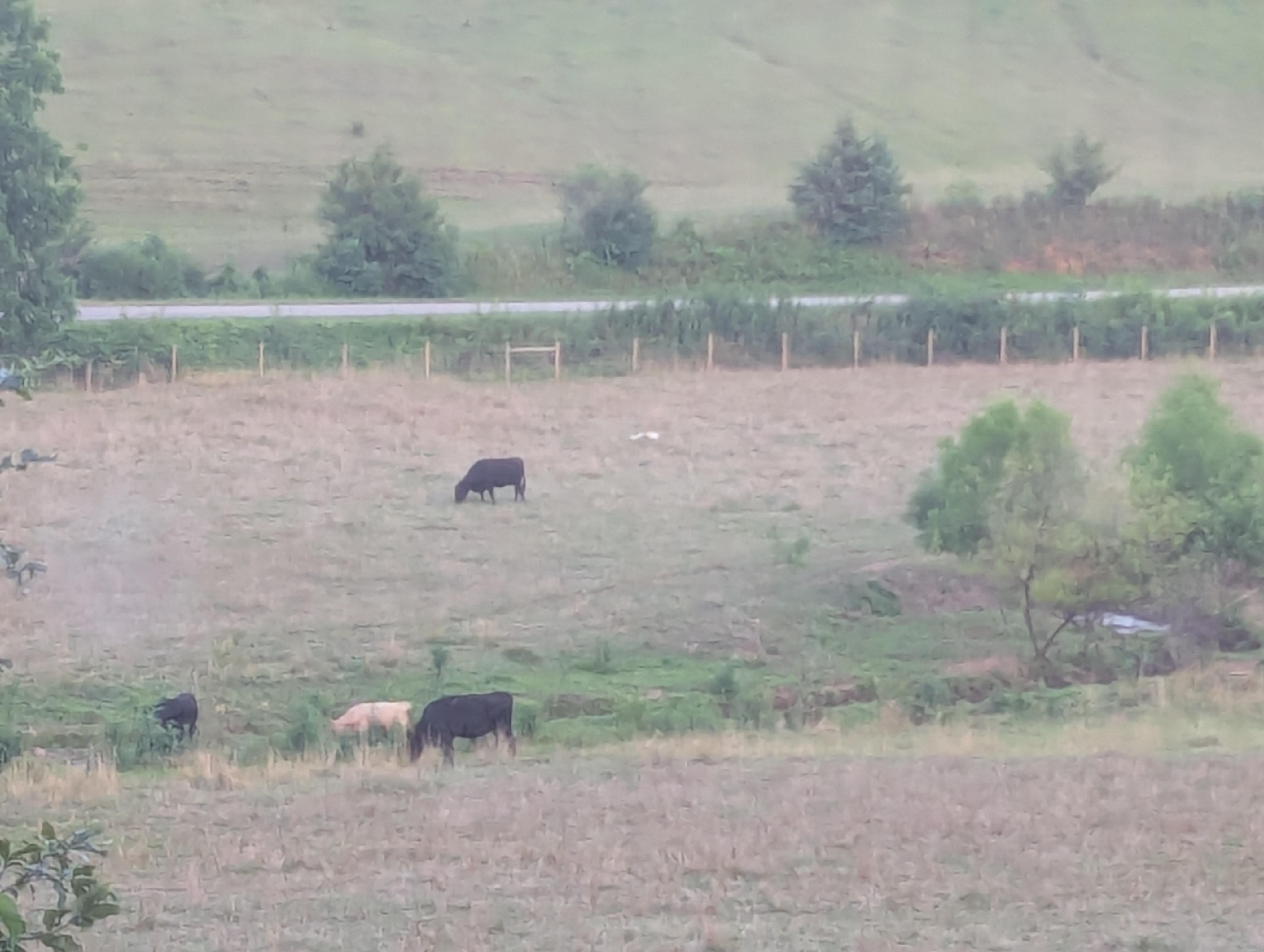 View from screen porch