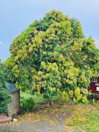 One of the HUGE mango trees on the property