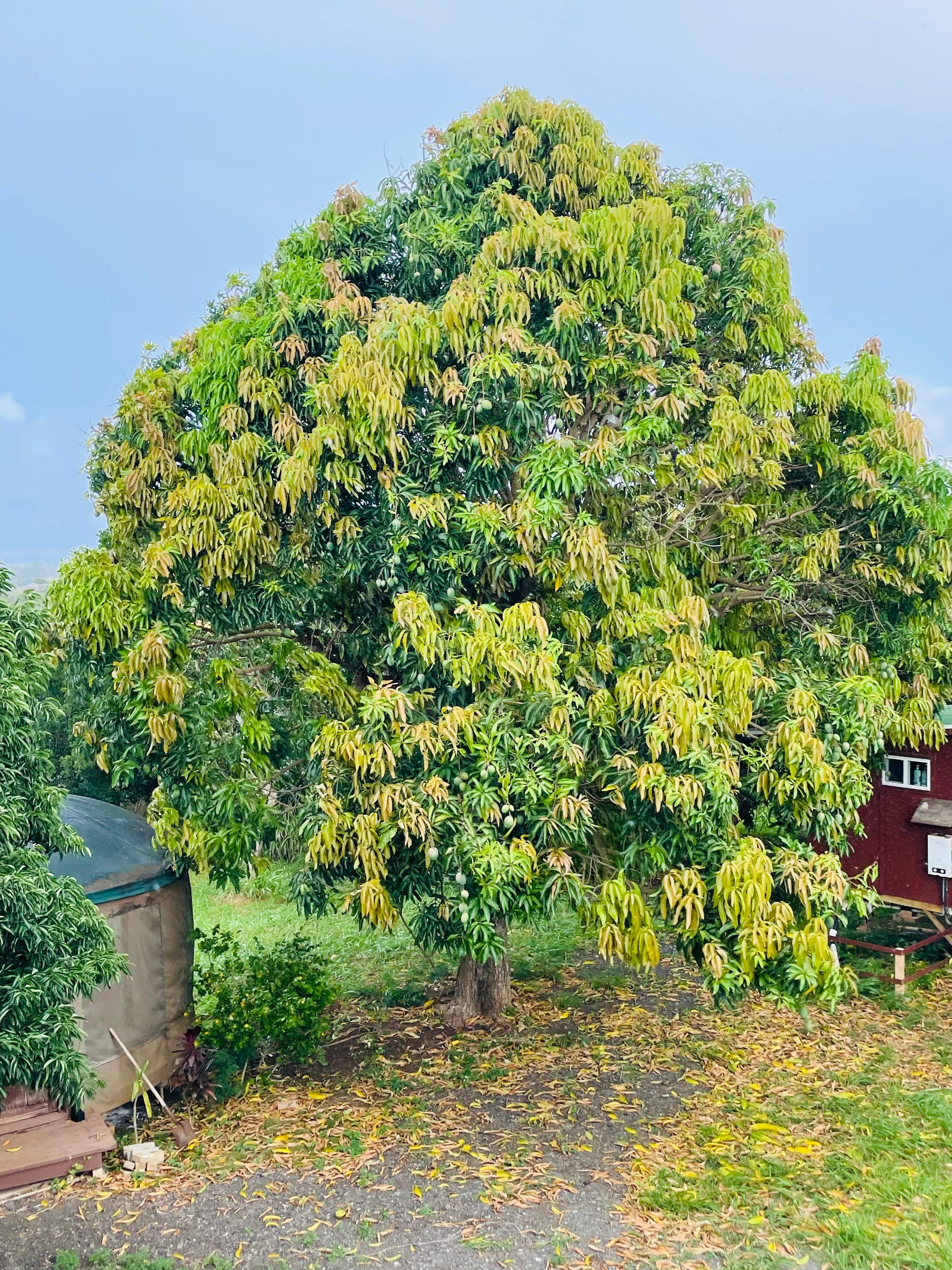 One of the HUGE mango trees on the property 