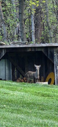 Luck enough to catch a glimpse of wildlife in the am. :)