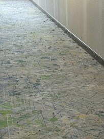A picture of the main hallway, what you see are dust bunnies EVERYWHERE.