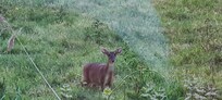 Early morning wildlife