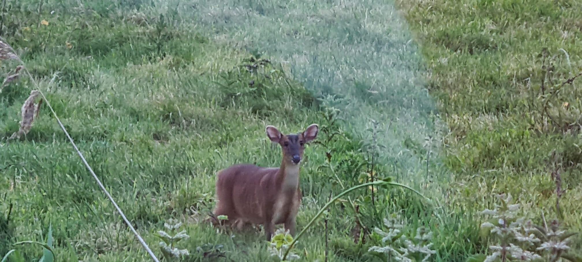 Early morning wildlife 