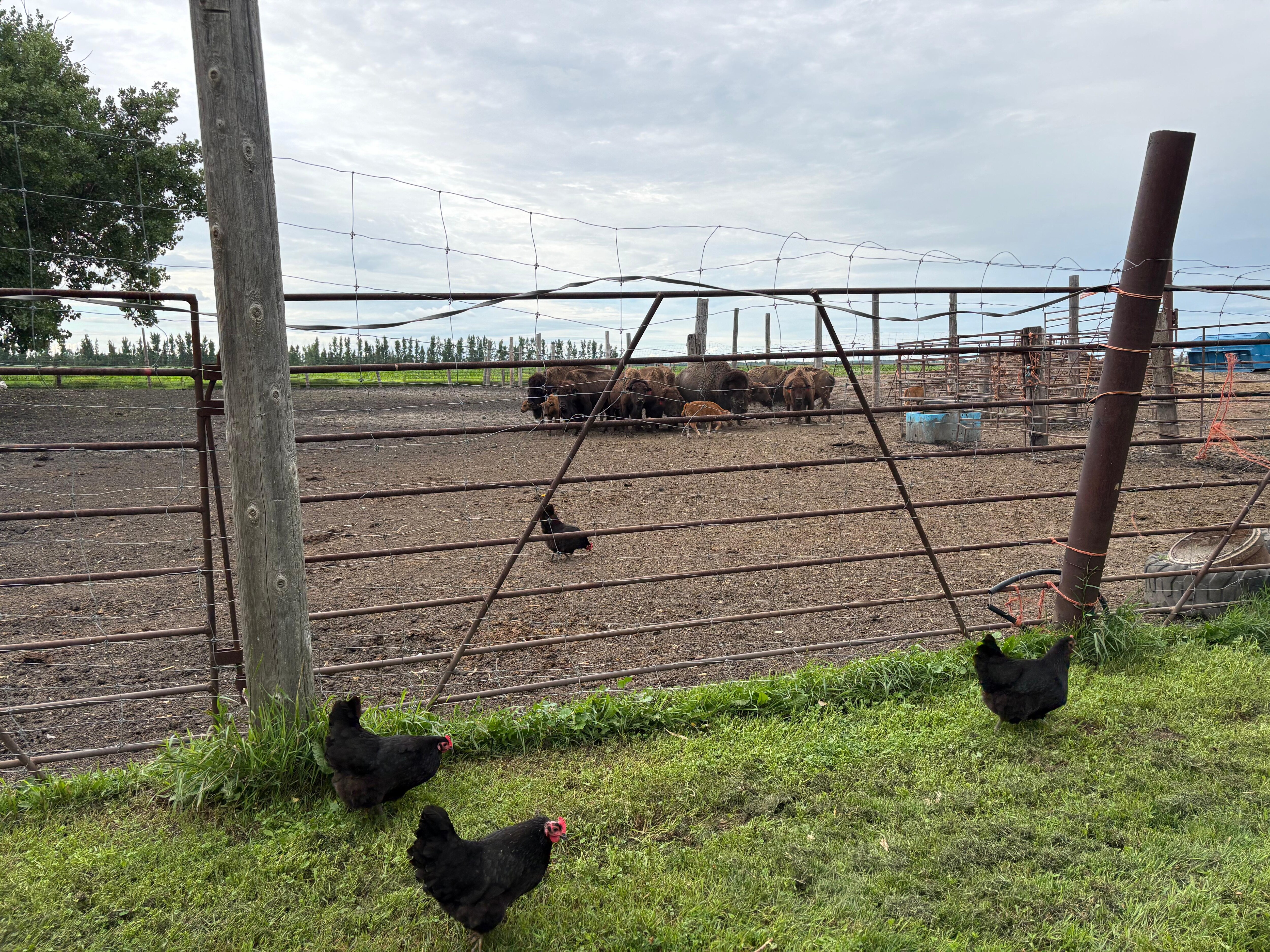 Just another day on the ranch :)