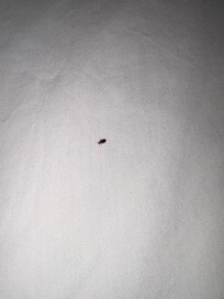Bed bug!