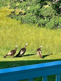 wild turkey