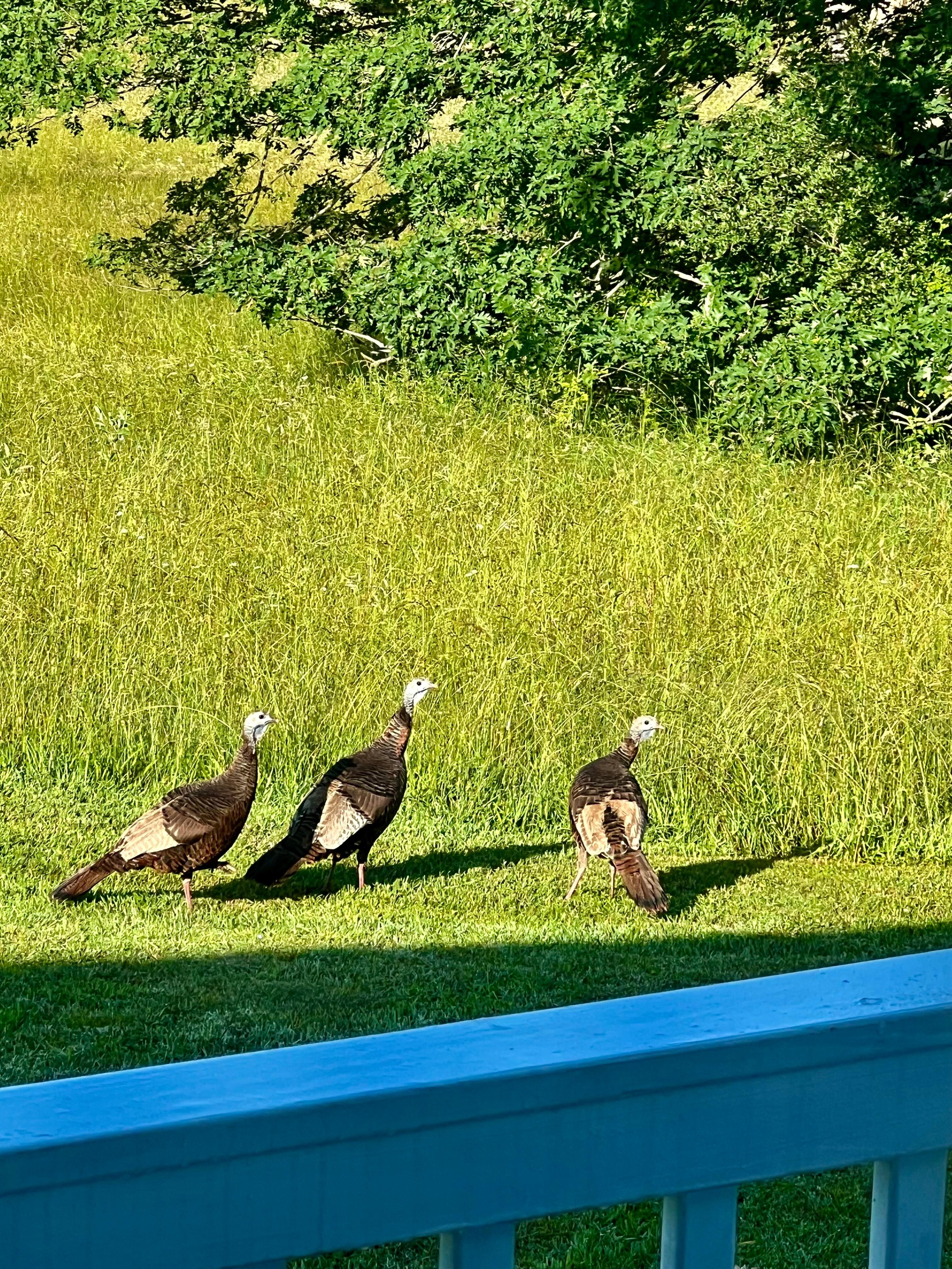 wild turkey
