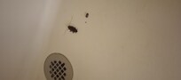 Roach in shower
