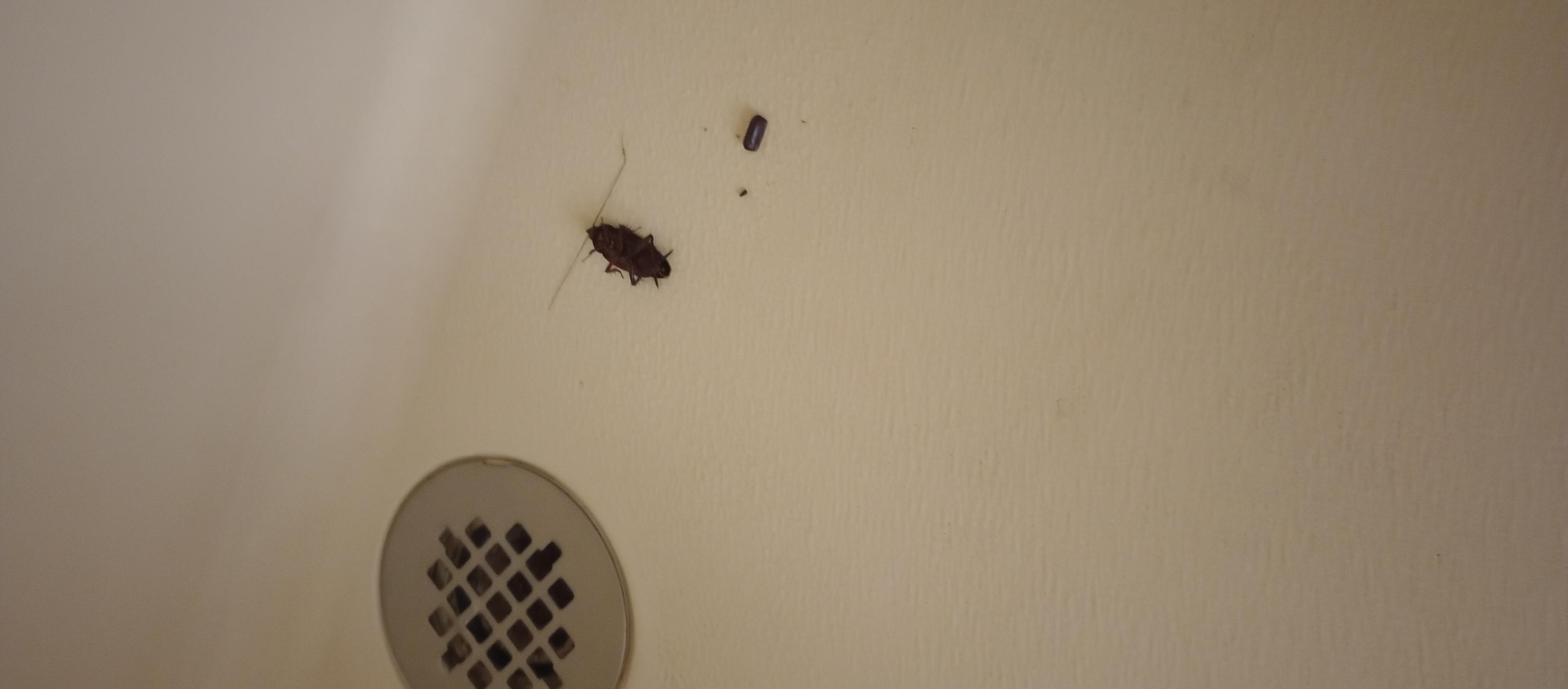 Roach in shower 