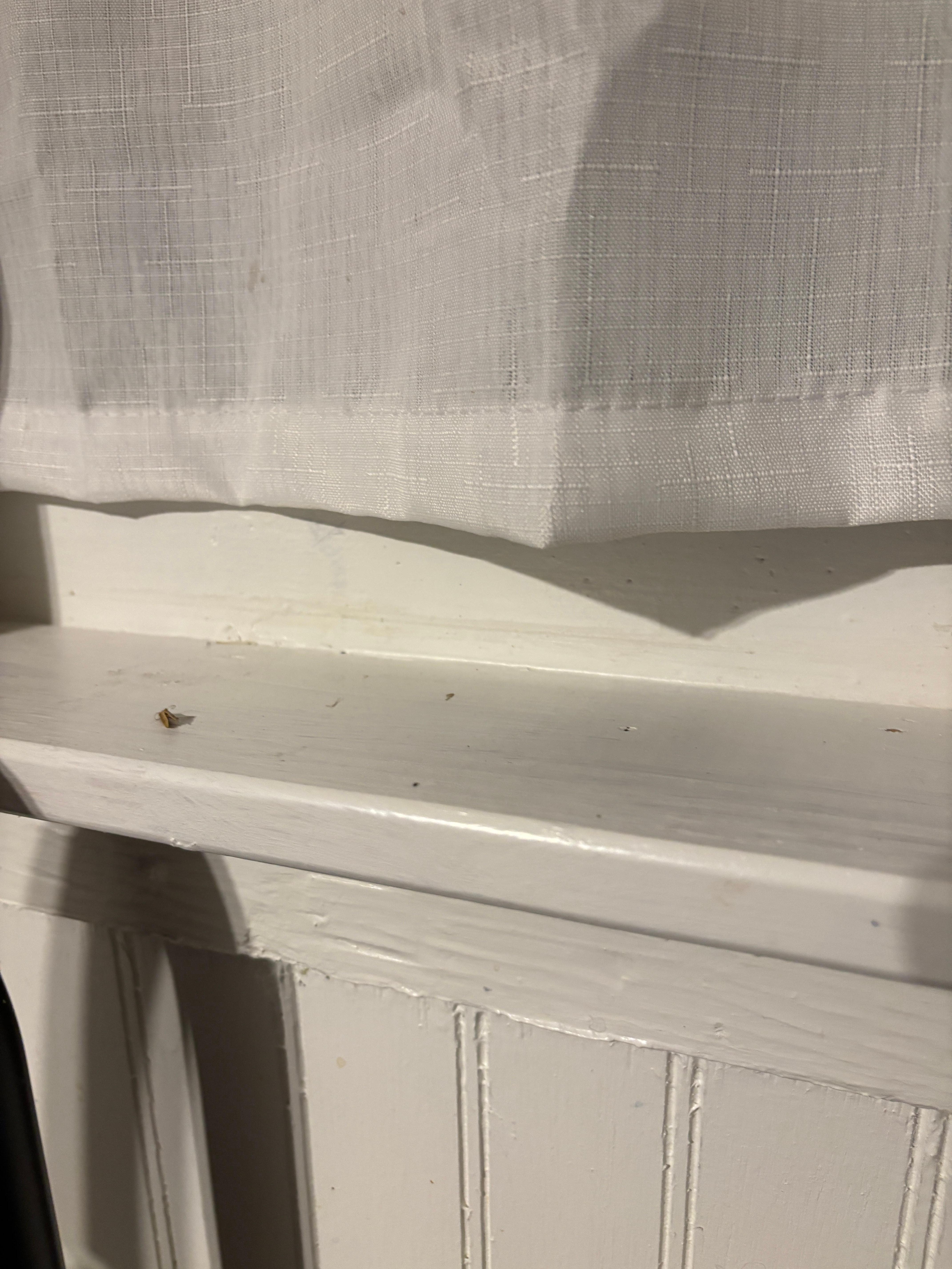 Big on window sill the night we arrived