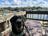 Kitty the dog enjoying her adventure