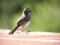 Black throated sparrow on porch