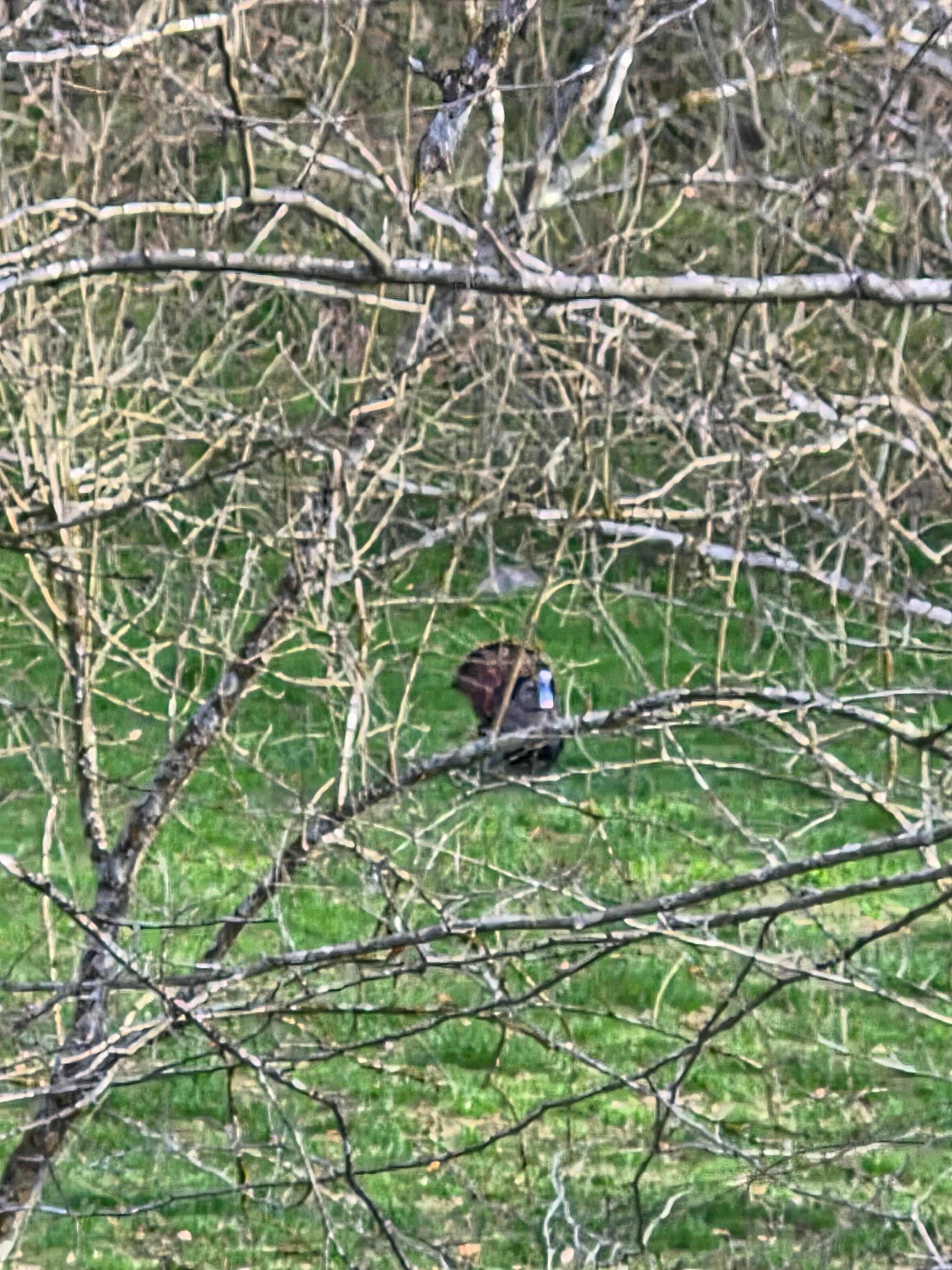 Wild Turkey out back