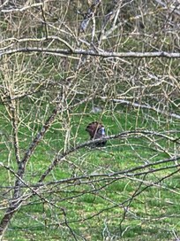 Wild Turkey out back