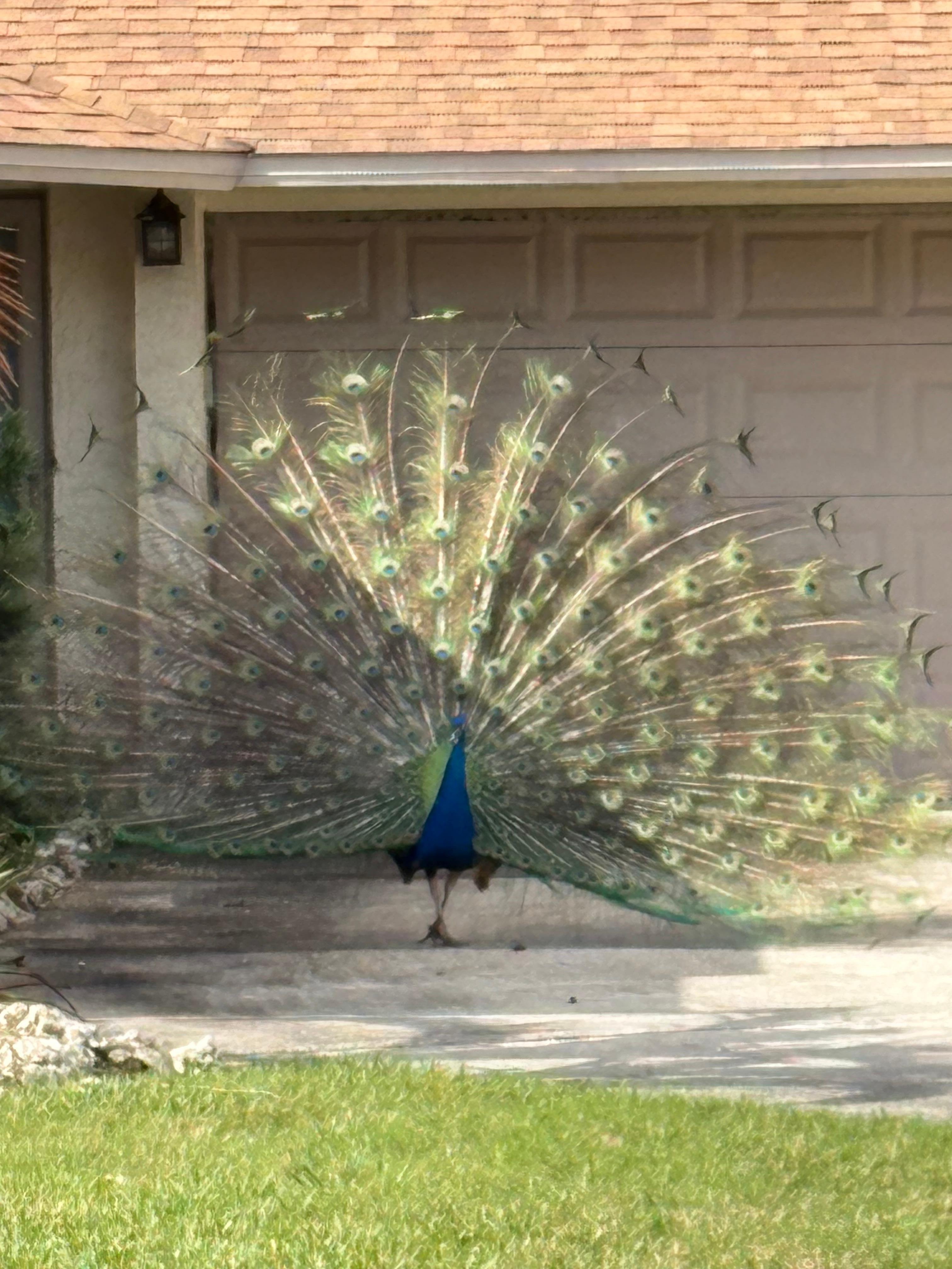Neighborhood peacocks