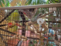 Birds