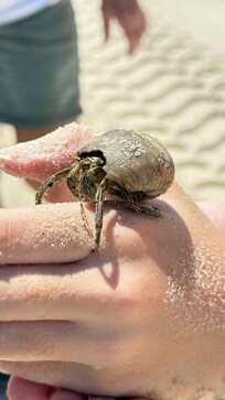 Hermit crab being friendly with granddaughter