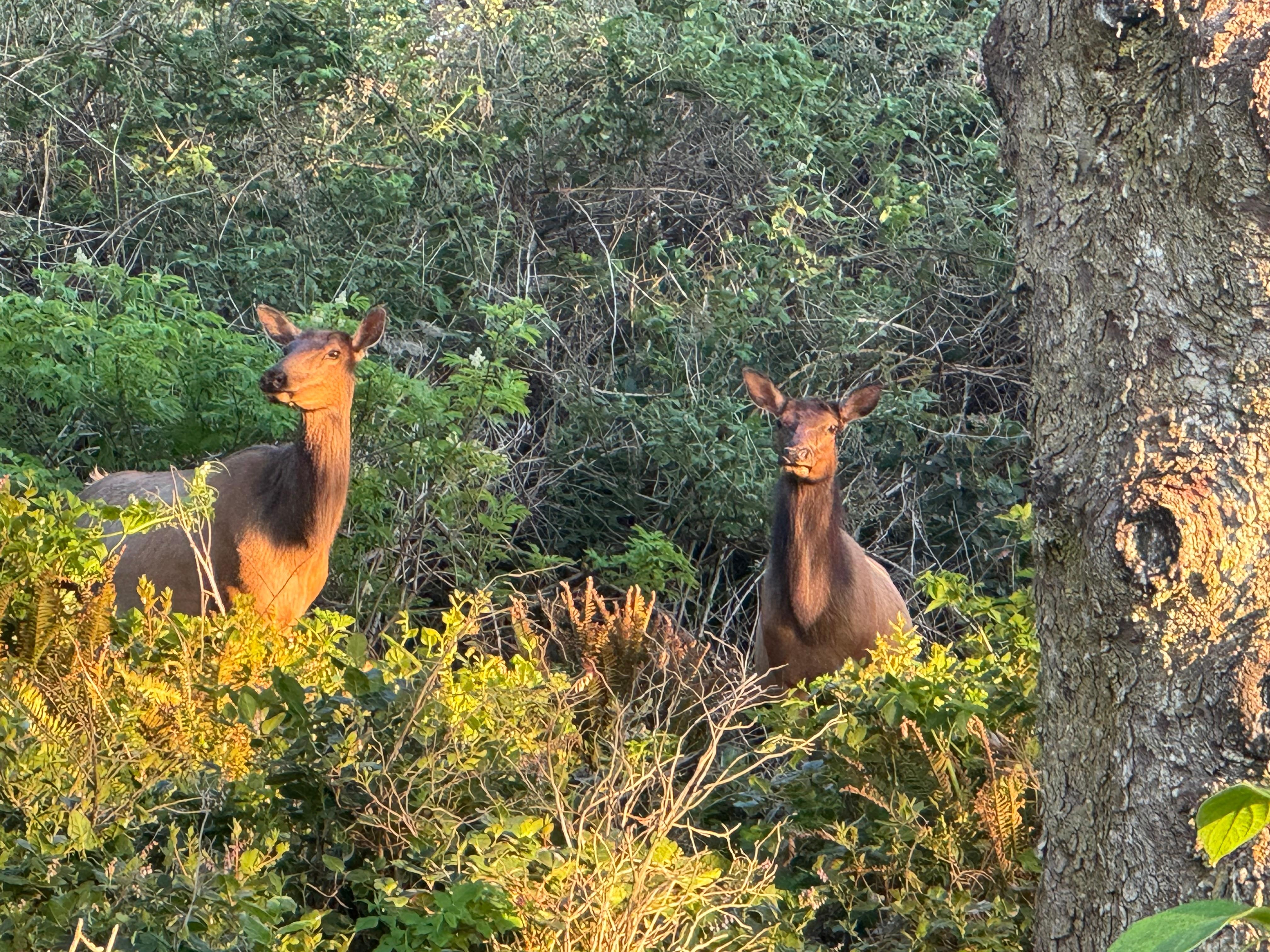 Elk right near the deck