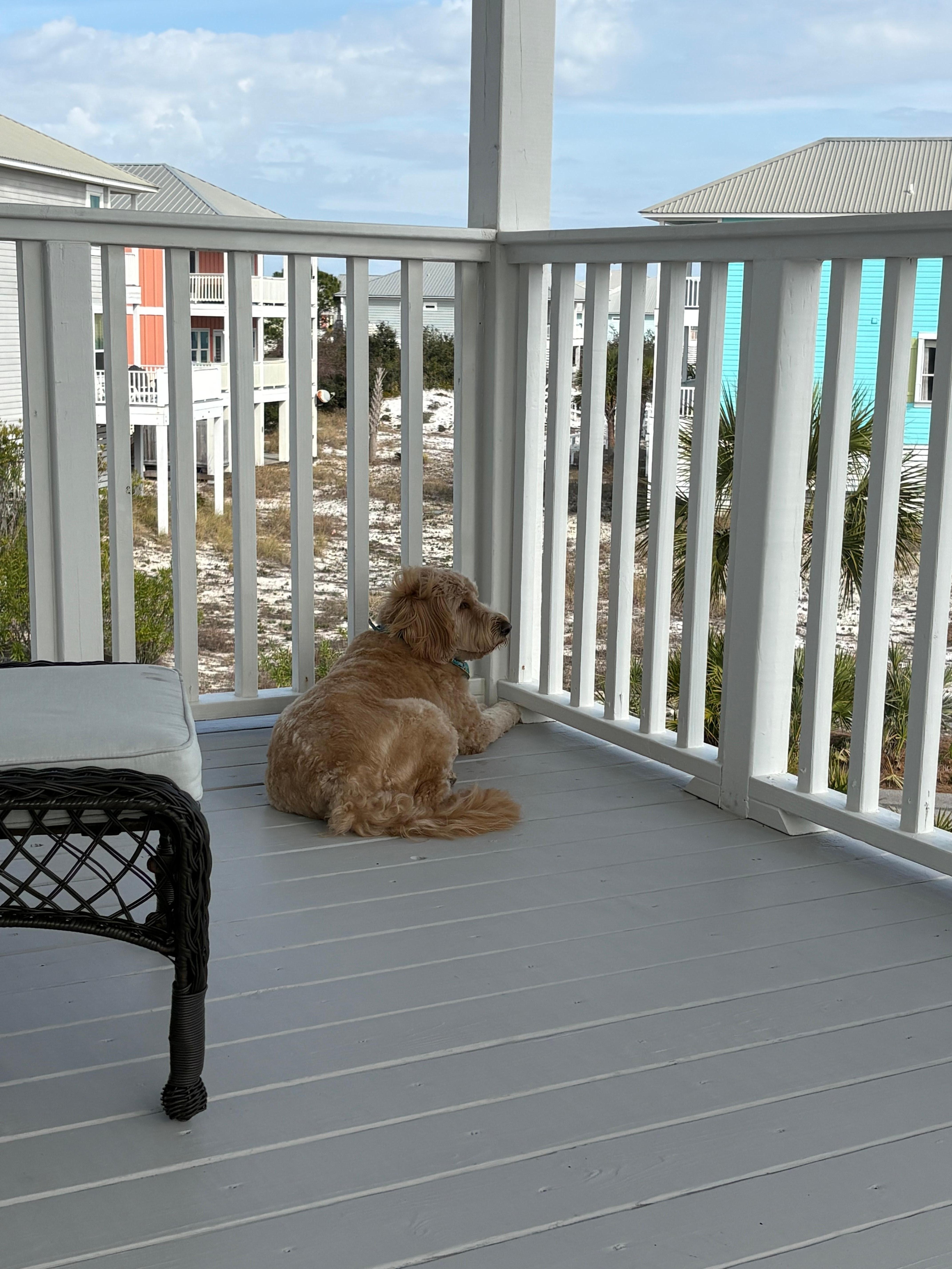 Our dog thought she was in heaven!