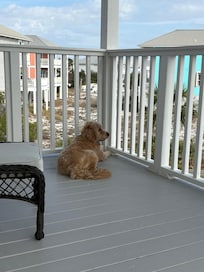 Our dog thought she was in heaven!